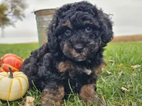 Bear, a male Havapoo for sale in Boyden, IA – 10 of 10