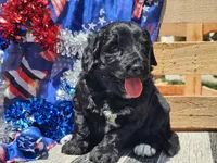 Kora, a female Bernedoodle for sale in Boyden, IA – 4 of 10