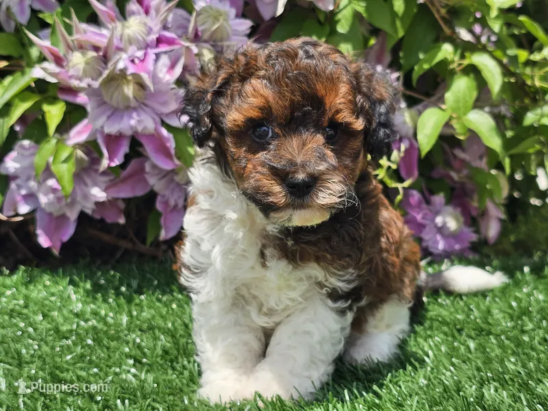 Scotty – Havapoo puppy for sale in Boyden, IA