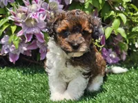 Scotty, a male Havapoo for sale in Boyden, IA – 1 of 10