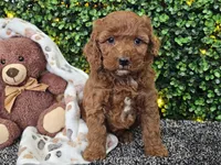 Felicia , a female Cockapoo for sale in Boyden, IA – Photo 7 of 10