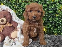 Felicia , a female Cockapoo for sale in Boyden, IA – Photo 6 of 10