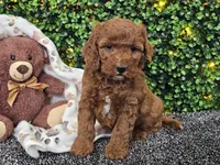 Felicia , a female Cockapoo for sale in Boyden, IA – Photo 10 of 10