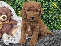 Felicia , a female Cockapoo for sale in Boyden, IA – Photo 1 of 10