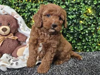 Felicia , a female Cockapoo for sale in Boyden, IA – Photo 5 of 10