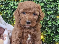 Felicia , a female Cockapoo for sale in Boyden, IA – Photo 3 of 10