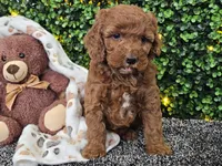 Felicia , a female Cockapoo for sale in Boyden, IA – Photo 8 of 10