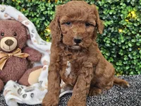 Felicia , a female Cockapoo for sale in Boyden, IA – Photo 2 of 10
