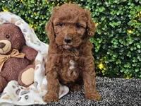 Felicia , a female Cockapoo for sale in Boyden, IA – Photo 4 of 10