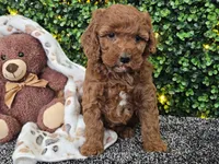 Felicia , a female Cockapoo for sale in Boyden, IA – Photo 9 of 10