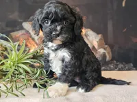 Kendra, a female Cavapoo for sale in Boyden, IA – Photo 5 of 10