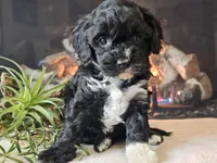 Kendra, a female Cavapoo for sale in Boyden, IA – Photo 1 of 10