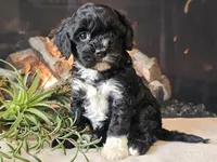 Kendra, a female Cavapoo for sale in Boyden, IA – Photo 9 of 10
