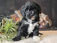 Kendra, a female Cavapoo for sale in Boyden, IA – Photo 4 of 10