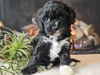 Kendra, a female Cavapoo for sale in Boyden, IA – Photo 3 of 10