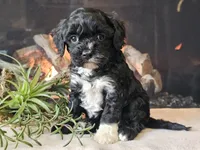 Kendra, a female Cavapoo for sale in Boyden, IA – Photo 10 of 10