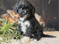 Kendra, a female Cavapoo for sale in Boyden, IA – Photo 7 of 10