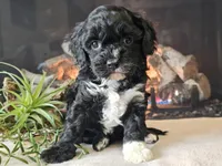 Kendra, a female Cavapoo for sale in Boyden, IA – Photo 6 of 10