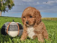 Joey, a male Cavapoo for sale in Boyden, IA – 10 of 10