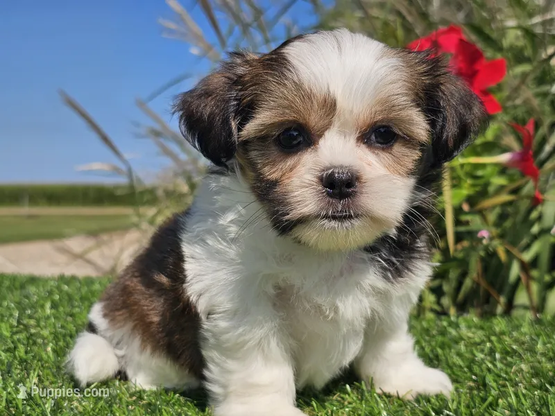 Emily – Shorkie puppy for sale in Boyden, IA