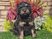 Wags, a male Goldendoodle for sale in Boyden, IA – 5 of 10