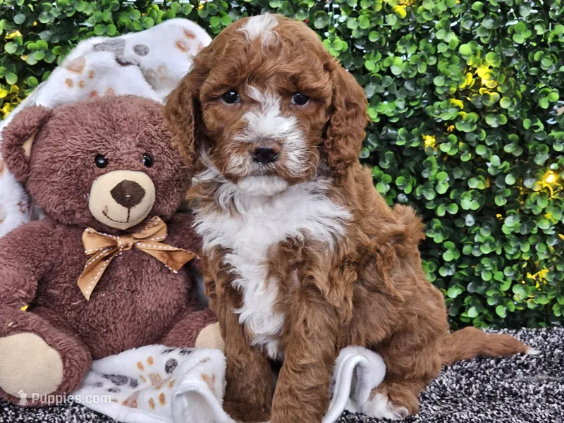 Flash – Cockapoo puppy for sale in Boyden, IA