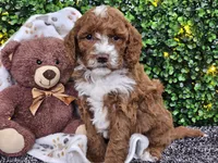 Flash, a male Cockapoo for sale in Boyden, IA – Photo 1 of 10