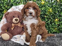 Flash, a male Cockapoo for sale in Boyden, IA – Photo 6 of 10