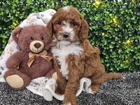 Flash, a male Cockapoo for sale in Boyden, IA – Photo 10 of 10