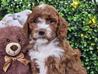 Flash, a male Cockapoo for sale in Boyden, IA – Photo 2 of 10