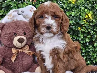 Flash, a male Cockapoo for sale in Boyden, IA – Photo 5 of 10
