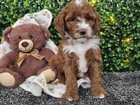 Flash, a male Cockapoo for sale in Boyden, IA – Photo 7 of 10