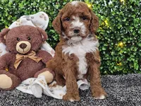 Flash, a male Cockapoo for sale in Boyden, IA – Photo 9 of 10