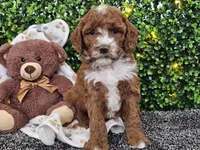 Flash, a male Cockapoo for sale in Boyden, IA – Photo 3 of 10