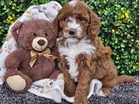 Flash, a male Cockapoo for sale in Boyden, IA – Photo 4 of 10