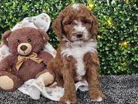 Flash, a male Cockapoo for sale in Boyden, IA – Photo 8 of 10
