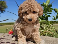 Imani , a male Havapoo for sale in Boyden, IA – 9 of 10