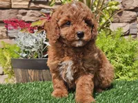 Darius, a male Poodle - Miniature  for sale in Boyden, IA – 7 of 10