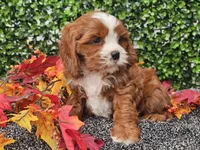 Toby, a male Cavapoo for sale in Boyden, IA – 3 of 10