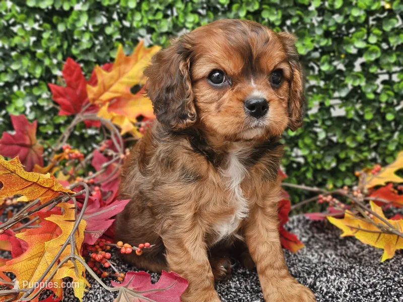Tucker – Cavapoo puppy for sale in Boyden, IA