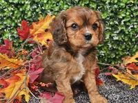 Tucker, a male Cavapoo for sale in Boyden, IA – 1 of 10