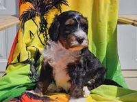 Seven, a male Miniature Bernedoodle for sale in Boyden, IA – 9 of 10