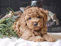 Kai, a female Cavapoo for sale in Boyden, IA – 2 of 10