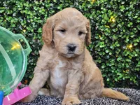 Finnigan , a male Whoodle for sale in Boyden, IA – 8 of 10