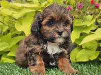 Nori, a female Shihpoo for sale in Boyden, IA – 3 of 10