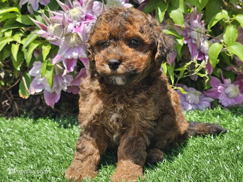 Scooby – Havapoo puppy for sale in Boyden, IA