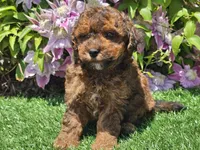 Scooby, a male Havapoo for sale in Boyden, IA – 1 of 10