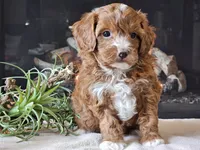 Kit, a male Cavapoo for sale in Boyden, IA – 8 of 10
