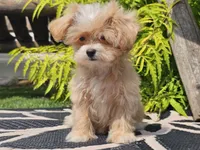 Lucky, a male Maltipoo for sale in Boyden, IA – 7 of 10