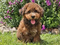 Scooby, a male Havapoo for sale in Boyden, IA – 4 of 6